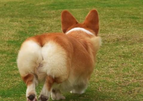 柯基犬如何训练大小便-图1