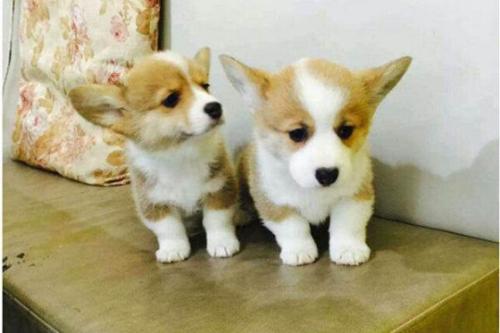 立耳晚的柯基犬幼犬是不是好-图1
