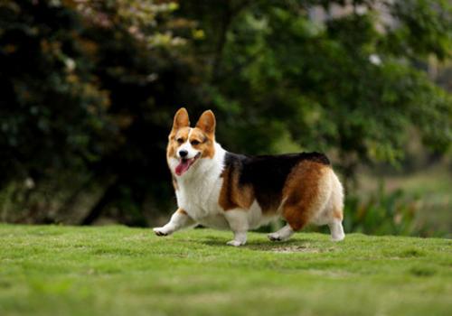 哪里买的柯基犬健康有保障-图1