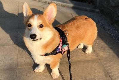 柯基是小型犬还是中型犬-图1