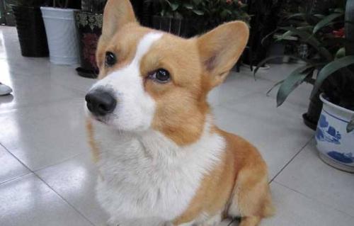 柯基犬嘴巴下面有点红是什么原因-图1