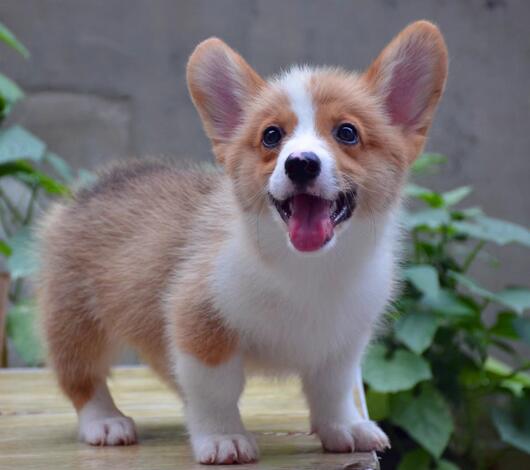 柯基犬幼犬什么时候能吃湿狗粮