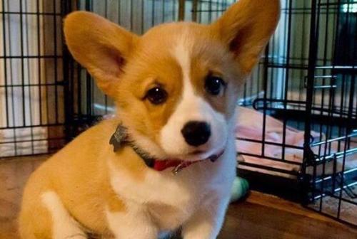 柯基犬是什么国家的-图1