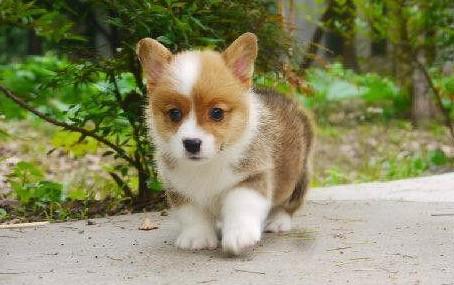 柯基犬适合家里养吗-图1