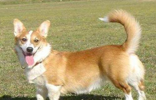 如何在家训练柯基犬