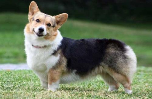 柯基犬适合小孩养吗-图1