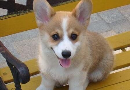 柯基犬属于小型犬吗-图1
