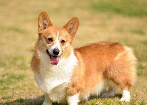 柯基犬容易掉毛吗-图1