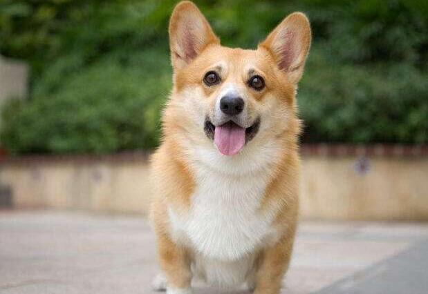 柯基犬几个月开始训练-图1