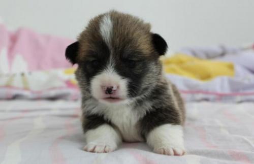 柯基幼犬一天吃多少狗粮合适-图1