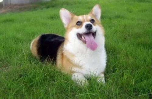 柯基犬干燥拉不出屎怎么办-图1