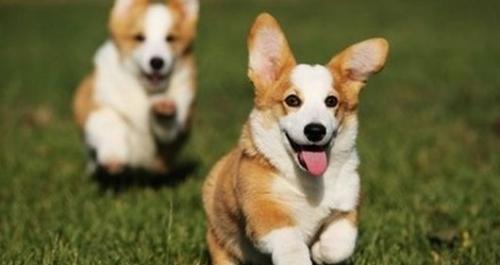柯基犬能走很远的路吗-图1