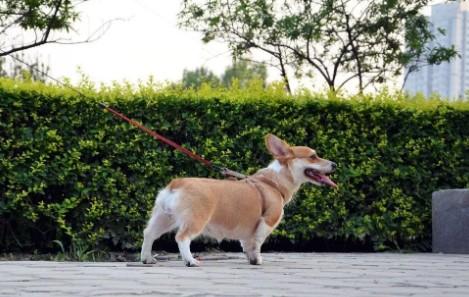 柯基犬的体重大约是多少-图1