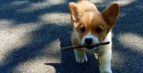 迷你柯基犬与纯种柯基-图1