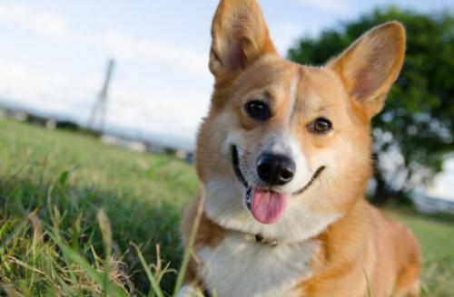 柯基犬一天吃几顿-图1