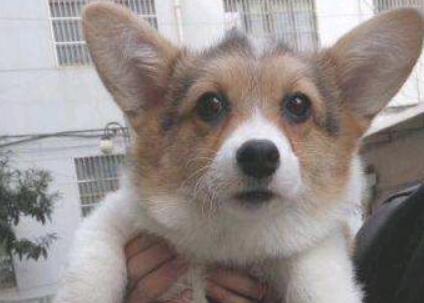 柯基犬都有什么品种价格-图1
