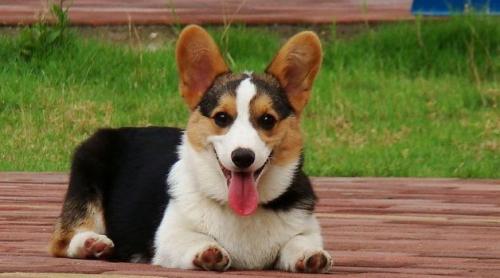 柯基犬成犬价格多少钱一只哪里买-图1