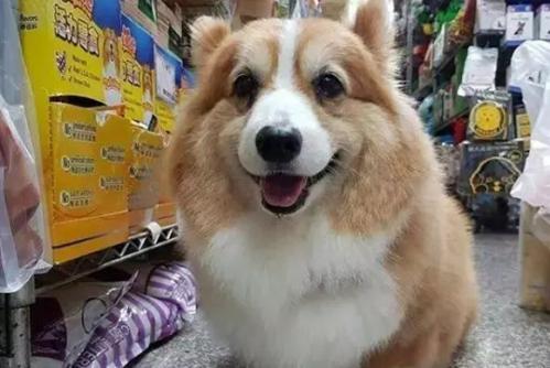 柯基犬哪那个长到多大
