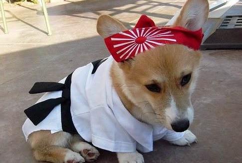 柯基犬性格特点凶不凶-图1