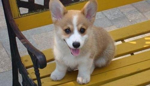 买几个月的柯基犬好-图1