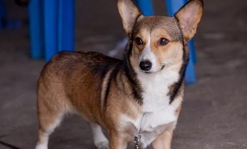 怎么看柯基犬品相-图1