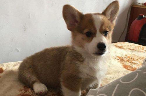 北京纯种柯基犬狗舍出售价位-图1
