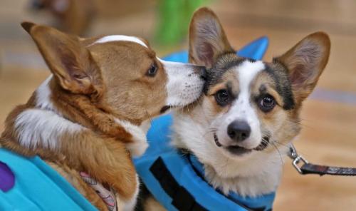 柯基犬多少钱一只眼睛-图1