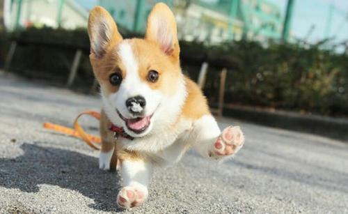柯基犬快生有什么特征-图1