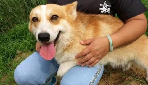 柯基犬怎么驯养训练-图1