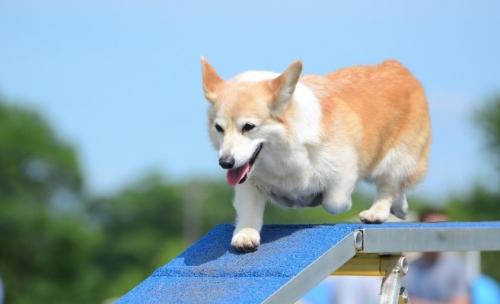 哪里有卖成年母柯基犬的-图1