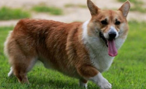 柯基犬吐都有什么原因-图1
