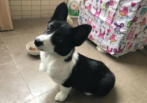 黑白柯基犬图片大全是什么品种-图1