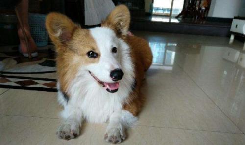 男人养母柯基犬的经验-图1