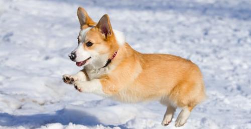 法牛犬跟柯基犬串的狗是什么样子的-图1