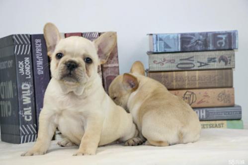 法斗犬和柯基犬优缺点对比哪个好-图1