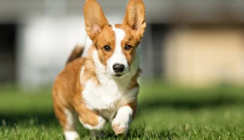 柯基犬多大产仔