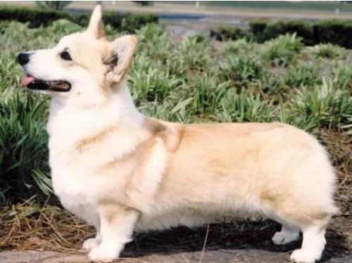 柯基犬的毛色有几种-图1