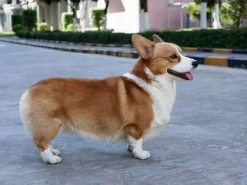 柯基犬和法牛犬哪个好-图1