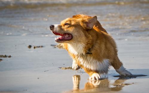柯基犬的品种品相年龄怎么算