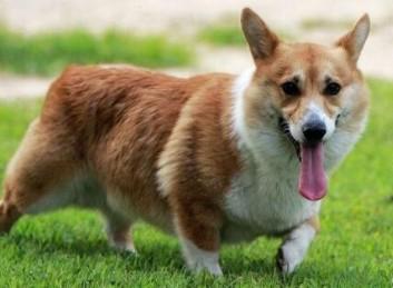柯基犬的寿命一般是多久-图1