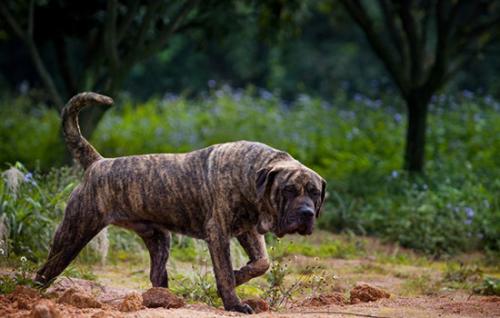 加纳利犬怎么区分普加和道加-图1