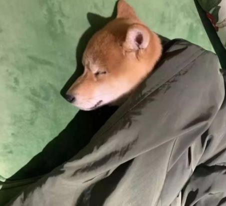 范丞丞的狗是什么狗