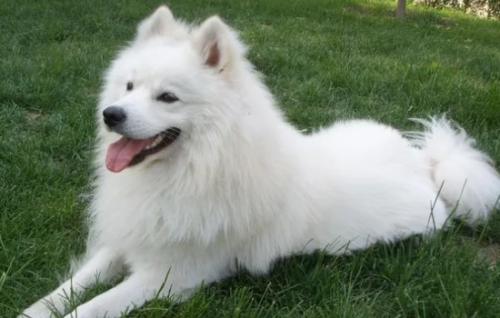 喂养萨摩耶犬注意事项-图1