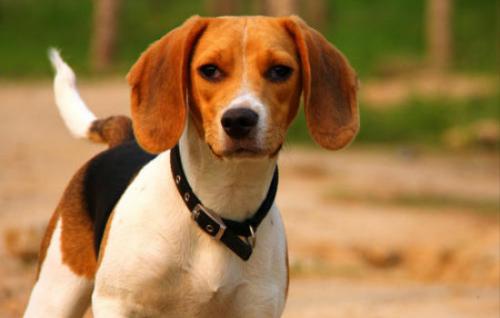 比格犬为什么是实验犬-图1