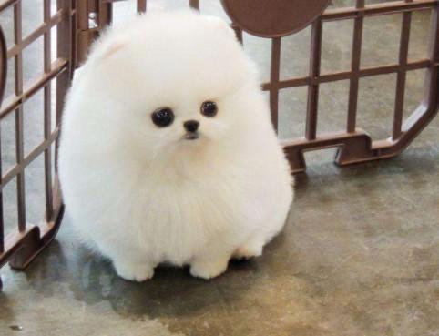 迷你茶杯犬长不大吗-图1