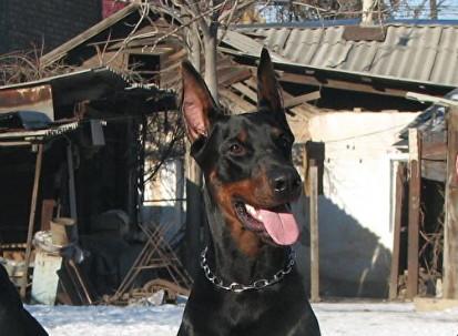 杜宾犬适合家养吗