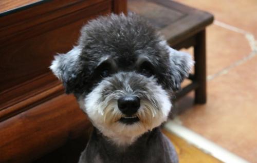 怎么挑选雪纳瑞幼犬-图1