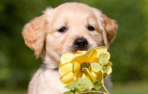 怎样挑选健康金毛幼犬-图1