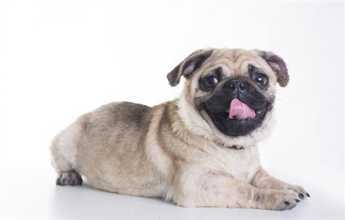 巴哥犬的价格是多少-图1