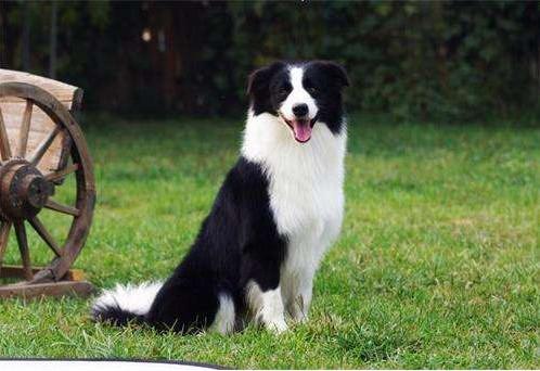边境牧羊犬价格多少钱一只-图1